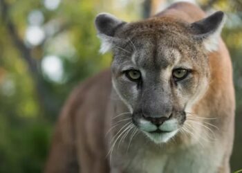 Piden evitar senderismo ante lluvias y riesgo por fauna silvestre