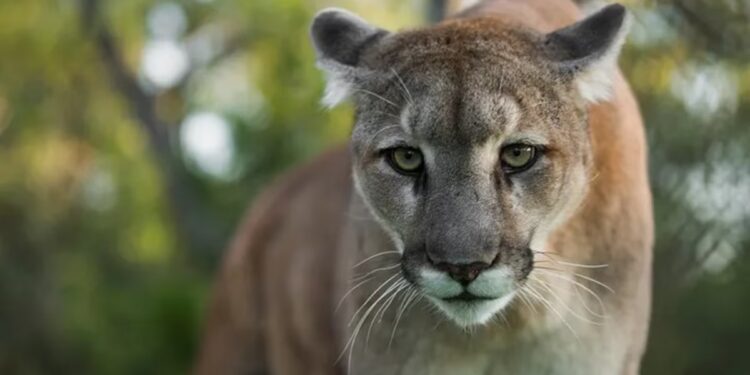 Piden evitar senderismo ante lluvias y riesgo por fauna silvestre