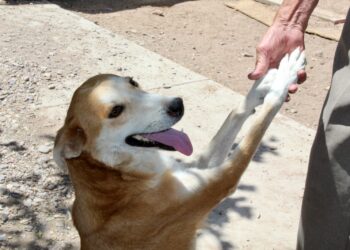¿Saldrás de vacaciones? Emiten recomendaciones para cuidar a tu mascota