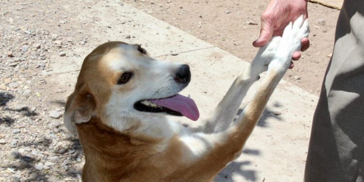 ¿Saldrás de vacaciones? Emiten recomendaciones para cuidar a tu mascota
