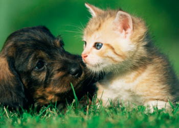 Protege a tus peludos del clima extremo