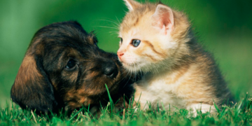 Protege a tus peludos del clima extremo