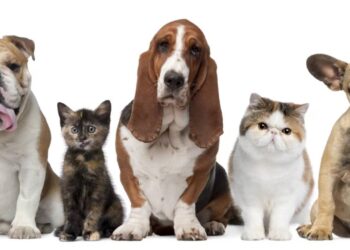 Nombres populares para perros y gatos en 2025