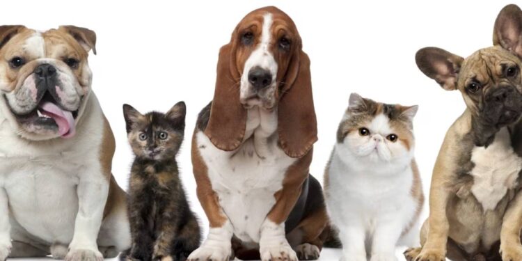 Nombres populares para perros y gatos en 2025