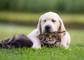 Protege a tus mascotas del calor y la lluvia