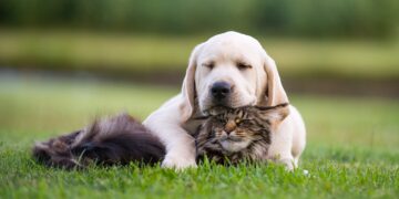 Protege a tus mascotas del calor y la lluvia
