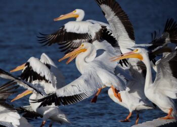 Los pelícanos: entre la biología y el simbolismo religioso