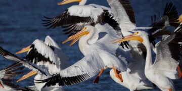 Los pelícanos: entre la biología y el simbolismo religioso