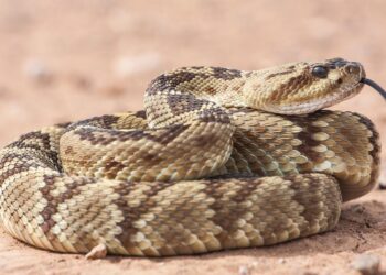 Temporada de víboras: aumentan riesgos en zonas cercanas a cerros