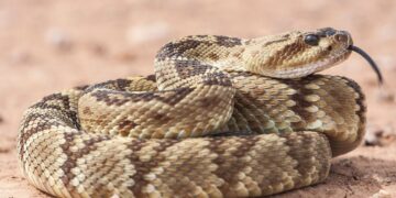 Temporada de víboras: aumentan riesgos en zonas cercanas a cerros