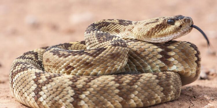 Temporada de víboras: aumentan riesgos en zonas cercanas a cerros