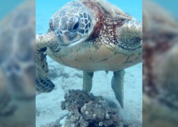 El sorprendente descanso de las tortugas marinas