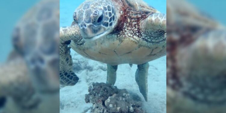 El sorprendente descanso de las tortugas marinas
