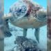 El sorprendente descanso de las tortugas marinas