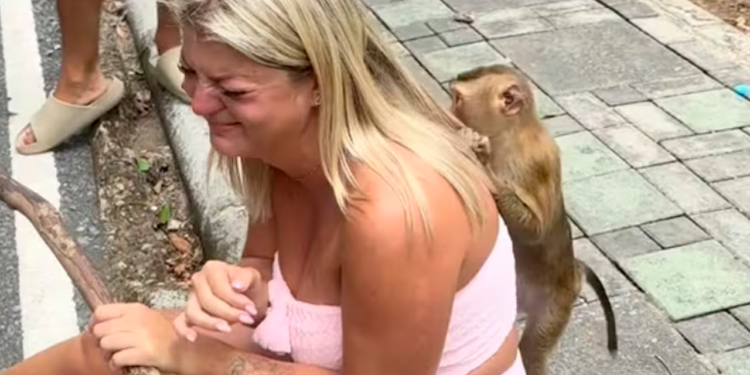 ¡Mono roba celular y se vuelve influencer en Tailandia!