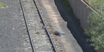 Hombre muere decapitado por el tren al sur de la capital