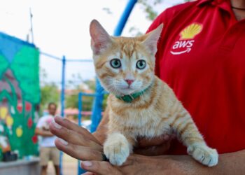 Jornada de servicios gratuitos para mascotas en Villa Juárez