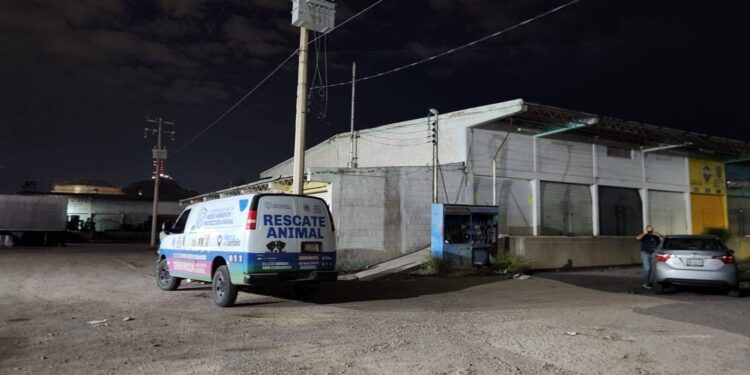 Clausuran crematorio de mascotas clandestino en Chihuahua