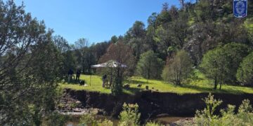 Localizan restos óseos durante rastreo en localidad de Carichí
