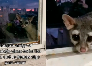 Cacomixtle llega puntual a ventana por su cena