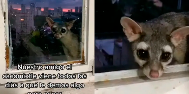 Cacomixtle llega puntual a ventana por su cena