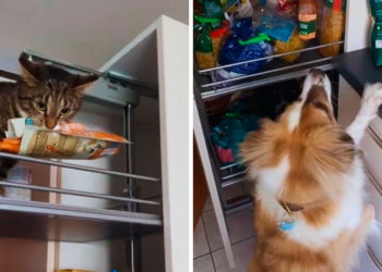 Perro y gato hacen equipo para robar snacks y se vuelven virales