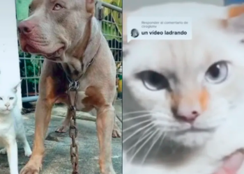 Gato criado entre pitbulls actúa como perro y se vuelve viral en TikTok