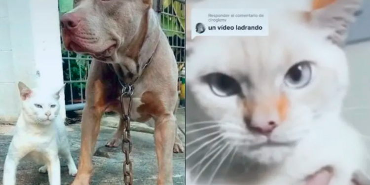 Gato criado entre pitbulls actúa como perro y se vuelve viral en TikTok