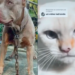 Gato criado entre pitbulls actúa como perro y se vuelve viral en TikTok