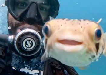 🐟 Pez globo “saluda” a buzo en Baja California