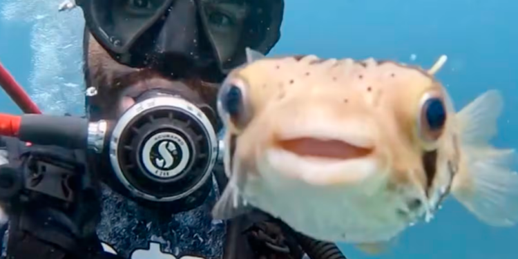 🐟 Pez globo “saluda” a buzo en Baja California