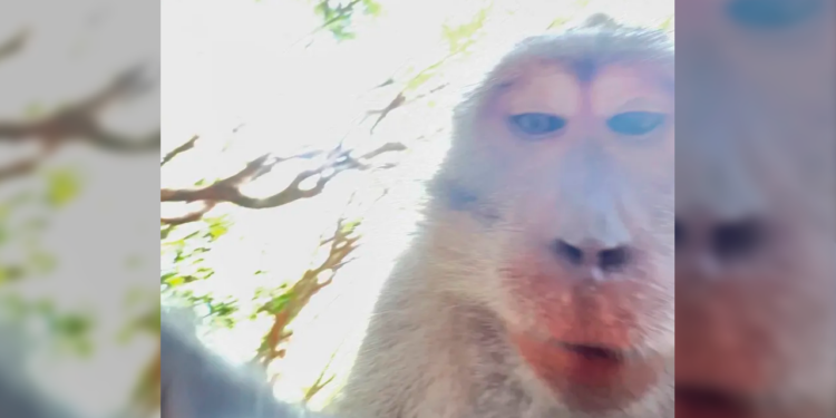 ¡Mono roba celular y se vuelve influencer en Tailandia!