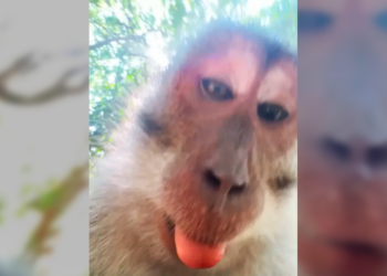 ¡Mono roba celular y se vuelve influencer en Tailandia!