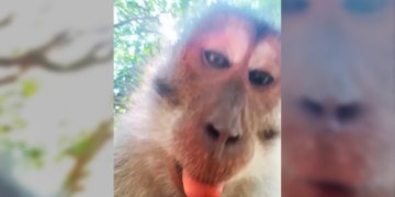 ¡Mono roba celular y se vuelve influencer en Tailandia!