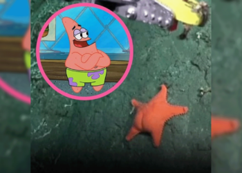 Hallan estrella de mar que recuerda a “Patricio Estrella” en el Mar Argentino