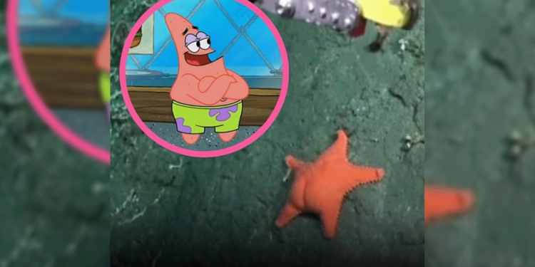 Hallan estrella de mar que recuerda a “Patricio Estrella” en el Mar Argentino