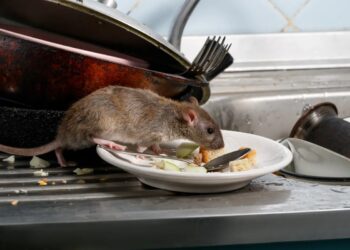 Conoce el secreto casero para alejar ratas y ratones