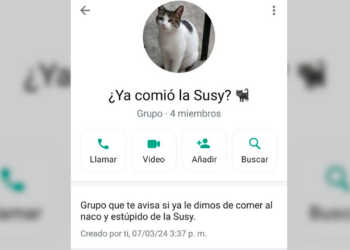 “¿Ya comió la Susy?”: gatita provoca grupo familiar en WhatsApp