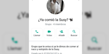 “¿Ya comió la Susy?”: gatita provoca grupo familiar en WhatsApp