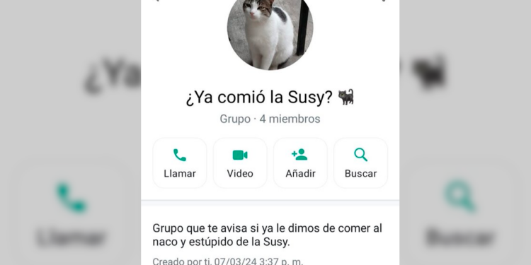 “¿Ya comió la Susy?”: gatita provoca grupo familiar en WhatsApp