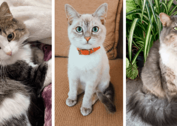 Recomiendaciones para proteger a las mascotas durante la pirotecnia