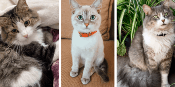 Recomiendaciones para proteger a las mascotas durante la pirotecnia