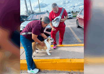 Perrita Bayle volvió a casa gracias a policías municipales