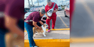 Perrita Bayle volvió a casa gracias a policías municipales