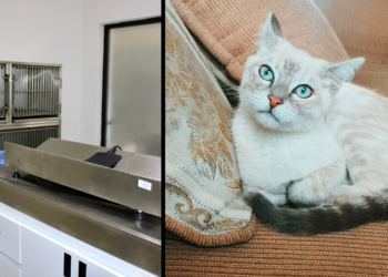 Abren centro de esterilización permanente para mascotas