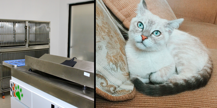 Abren centro de esterilización permanente para mascotas