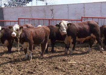 Ganaderos alertan por posible cierre de frontera