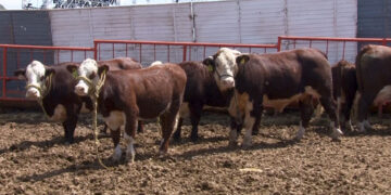 Ganaderos alertan por posible cierre de frontera