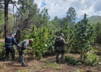 Aseguran y destruyen más de 400 mil plantas de marihuana en Guerrero