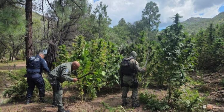 Aseguran y destruyen más de 400 mil plantas de marihuana en Guerrero